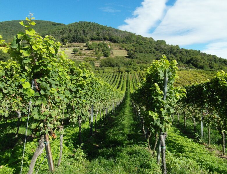 Le vin fait pencher la balance agricole
